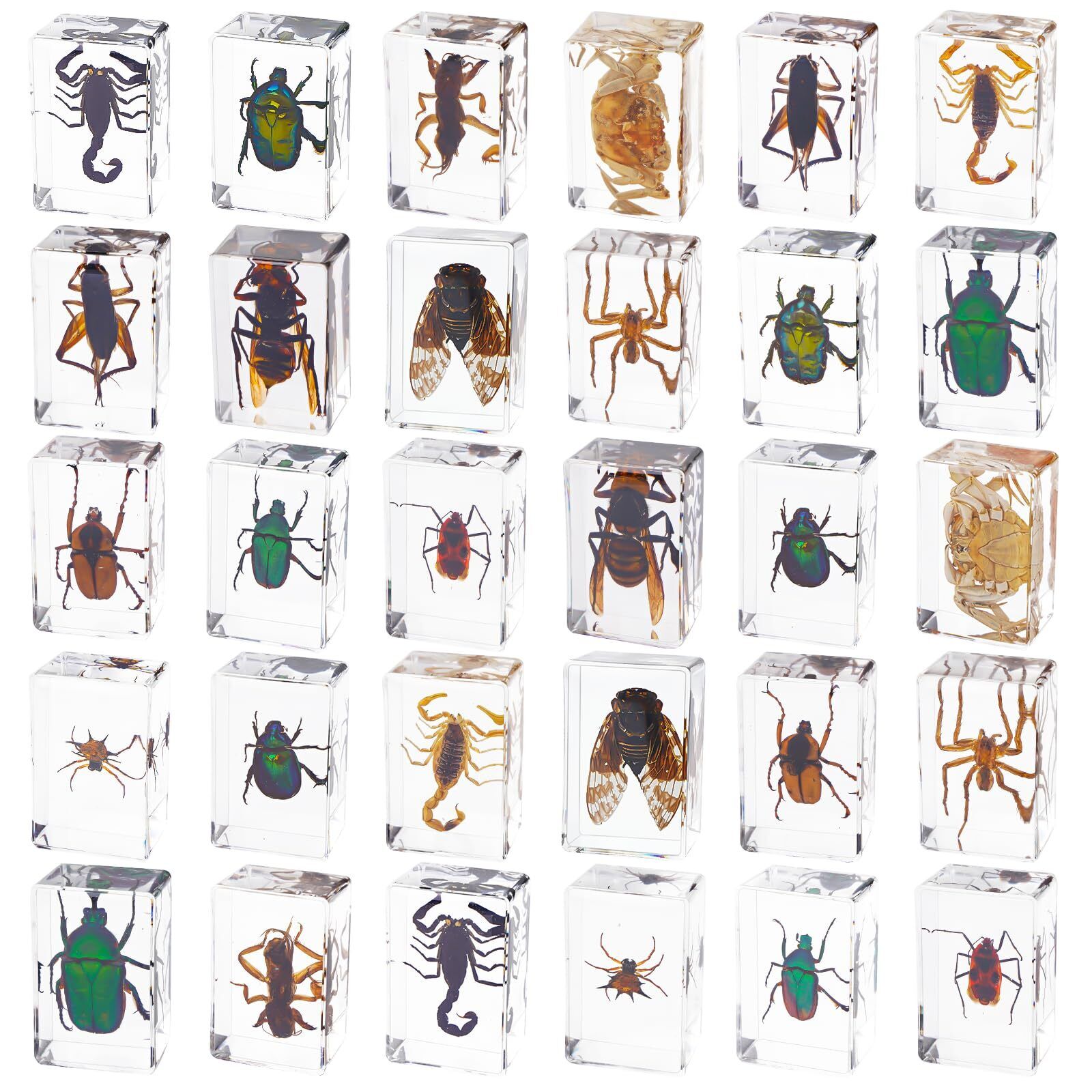 30 PCS Insect in Resin Specimen Bugs Collection Paperweights Various Taxider