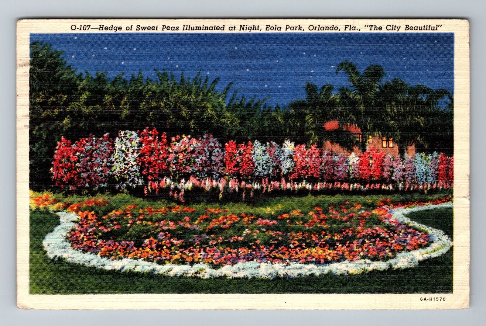 Orlando FL-Florida, Hedge Of Sweet Peas At Night, Vintage c1941 Postcard