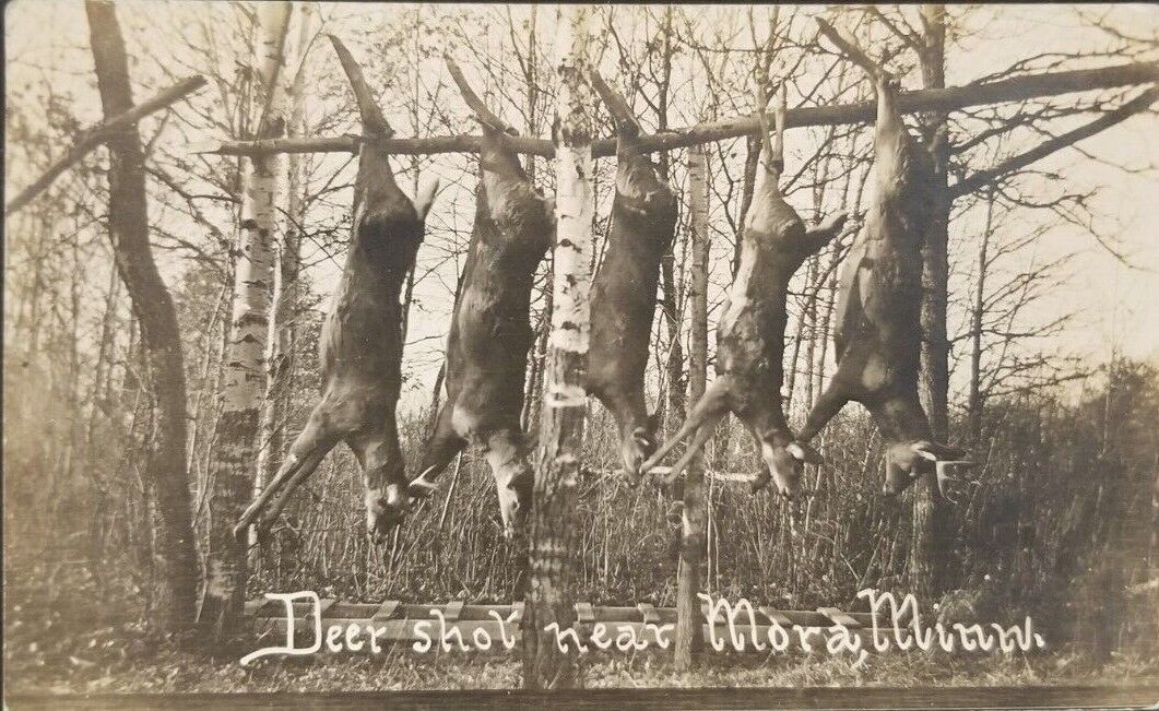 Postcard Real Photo Successful Deer Hunt Hunting Mora Minnesota 1910