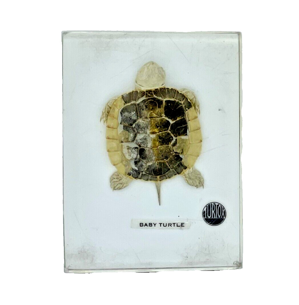 Turtox Baby Turtle Biology Science Classroom Display Vintage Mid-Century-A43