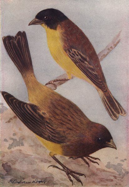 INDIAN BIRDS. The Black-headed Bunting; The Red-headed Bunting 1943 old print