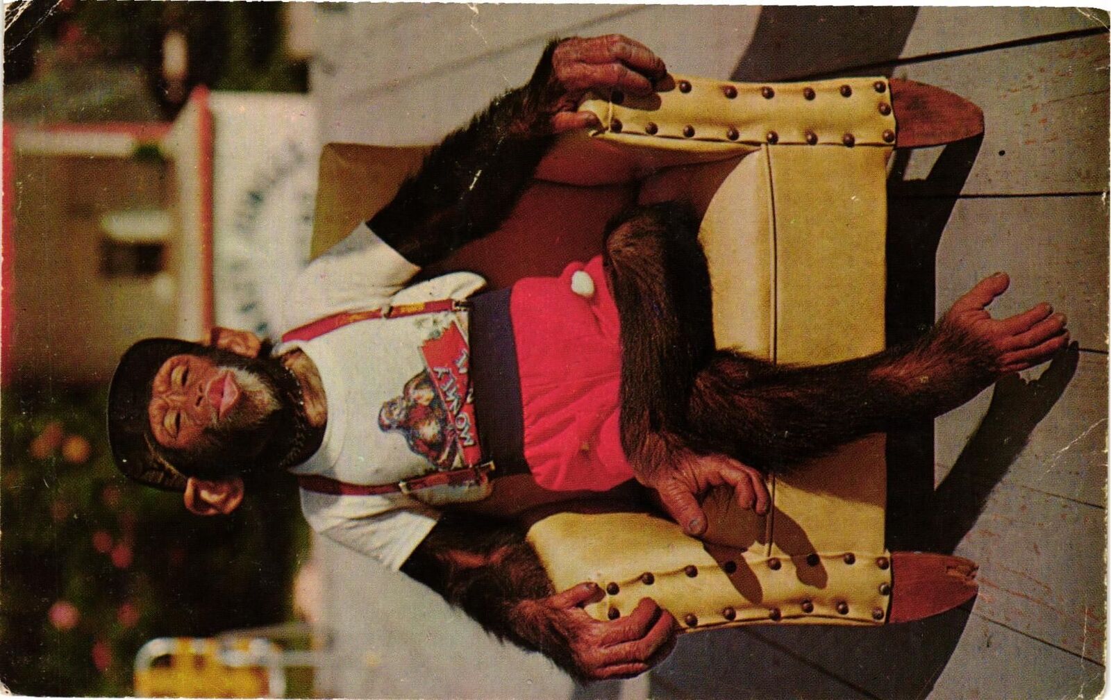 Vintage Postcard- Chimpanzee Show at the Monkey Junglee, Miami, FL.