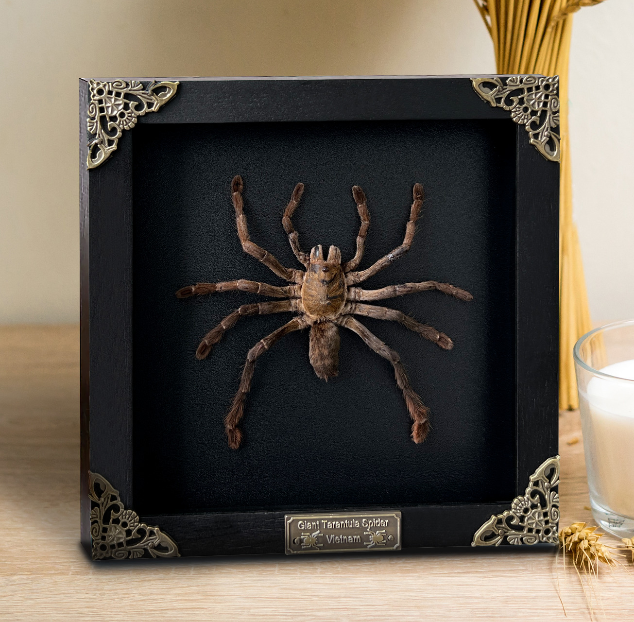 Black Spider Tarantula Framed Gothic Decor Insect Bug Taxidermy Gift For Lover