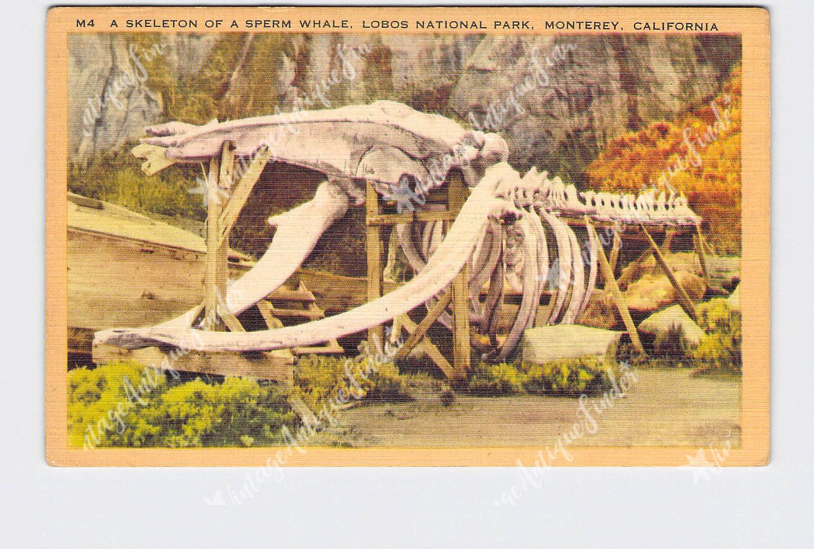 PPC Postcard CA California Monterey Skeleton Of Sperm Whale Lobos National Park