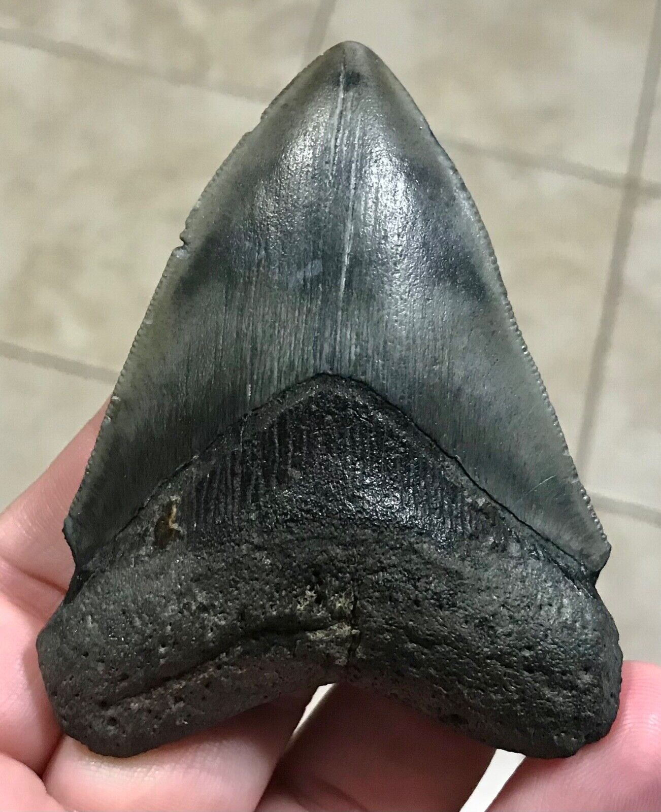 AWESOME “ARROW HEAD” SHAPED UPPER - 3.42” x 2.61” Megalodon Shark Tooth Fossil