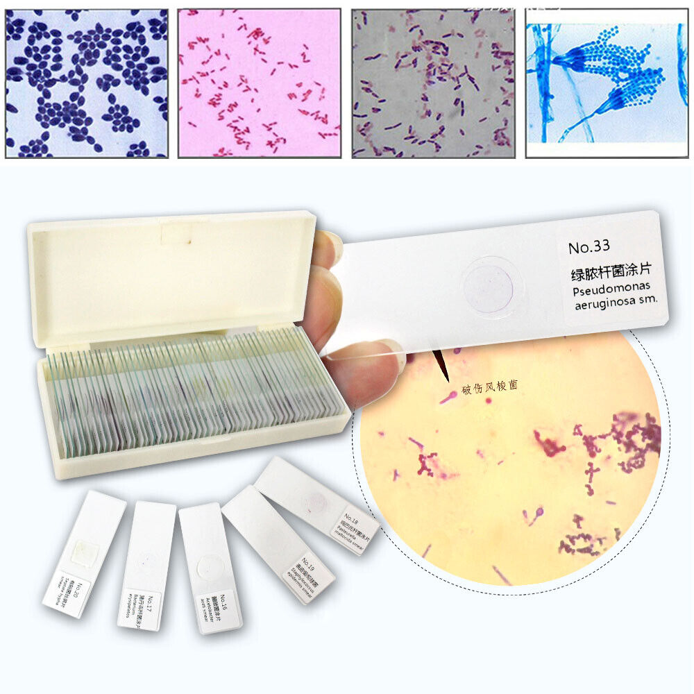 50pcs Prepared Microscope Glass Slides Microbial Bacterial Specimen Slices