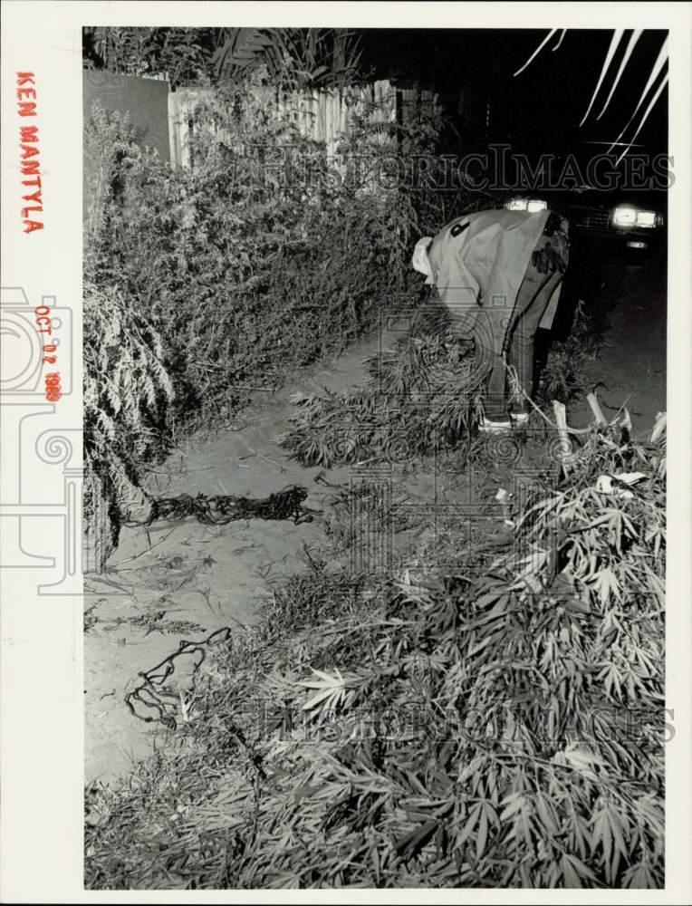 1989 Press Photo Officer bundles clump of marijuana plants, 620 N. Doris Street