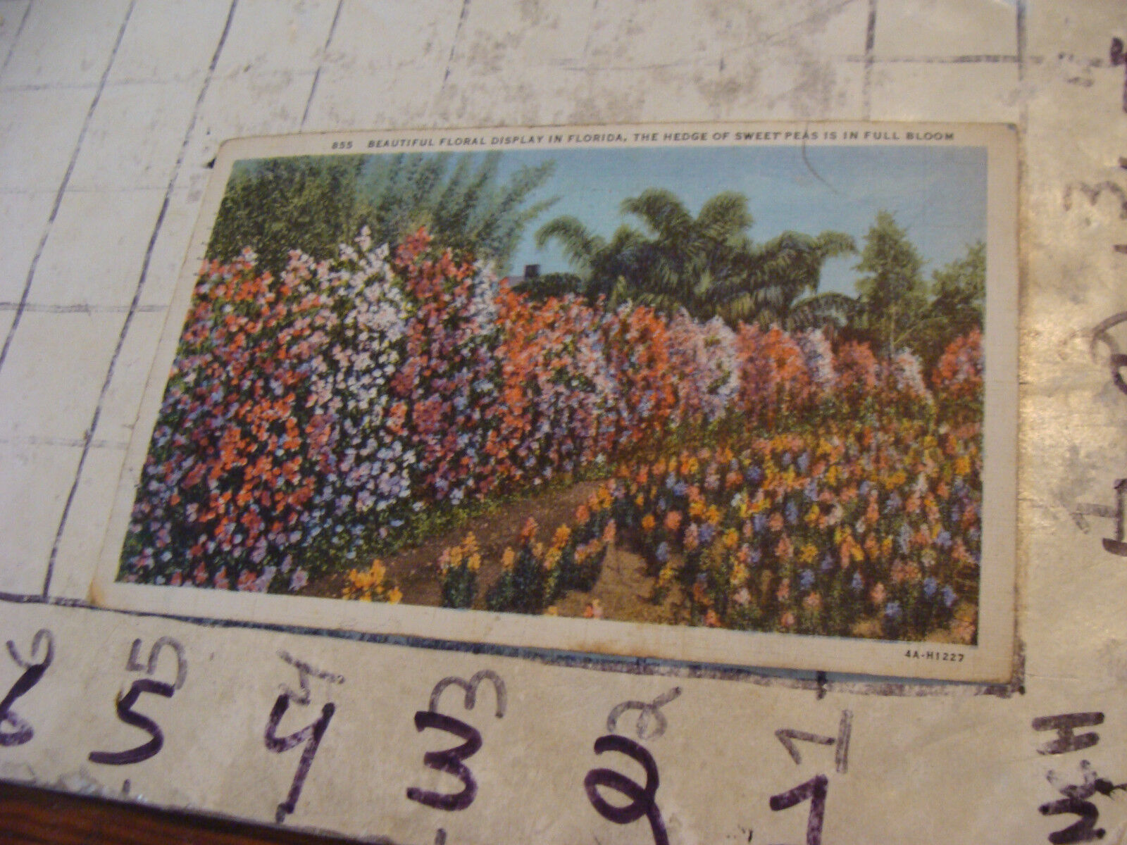 Orig Vint post card 1936 BEAUTIFUL FLORAL DISPLAY IN FLORIDA sweet peas in bloom