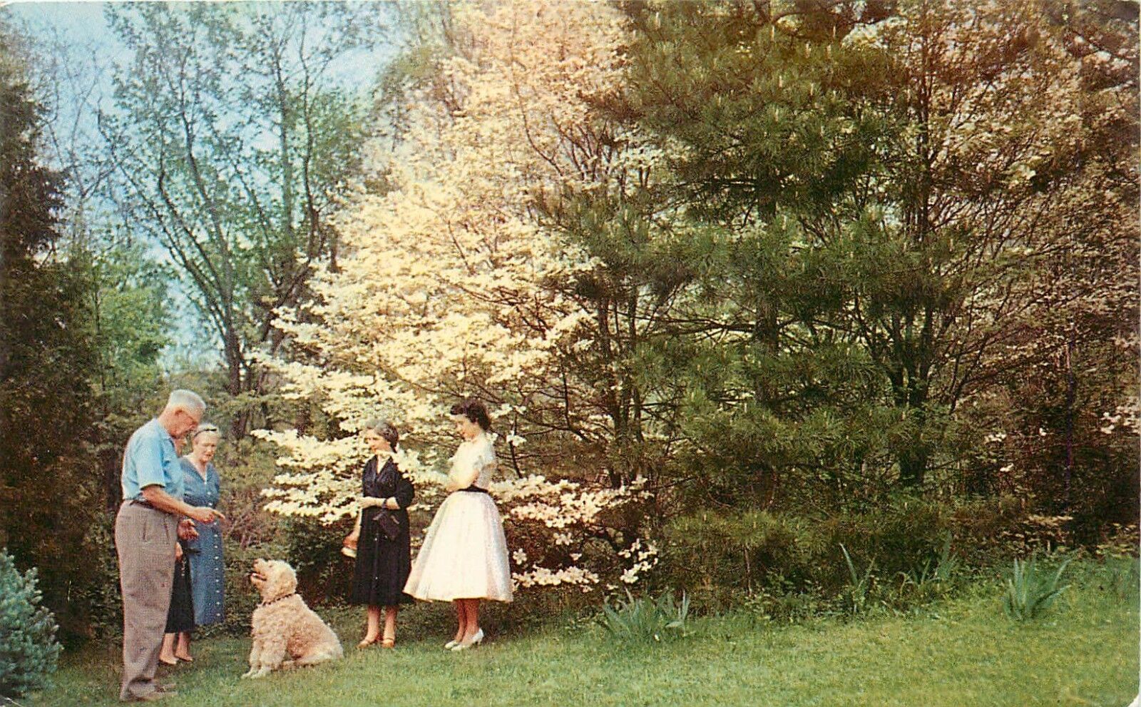 Dogwood Tree Virginia State Flower VA Postcard
