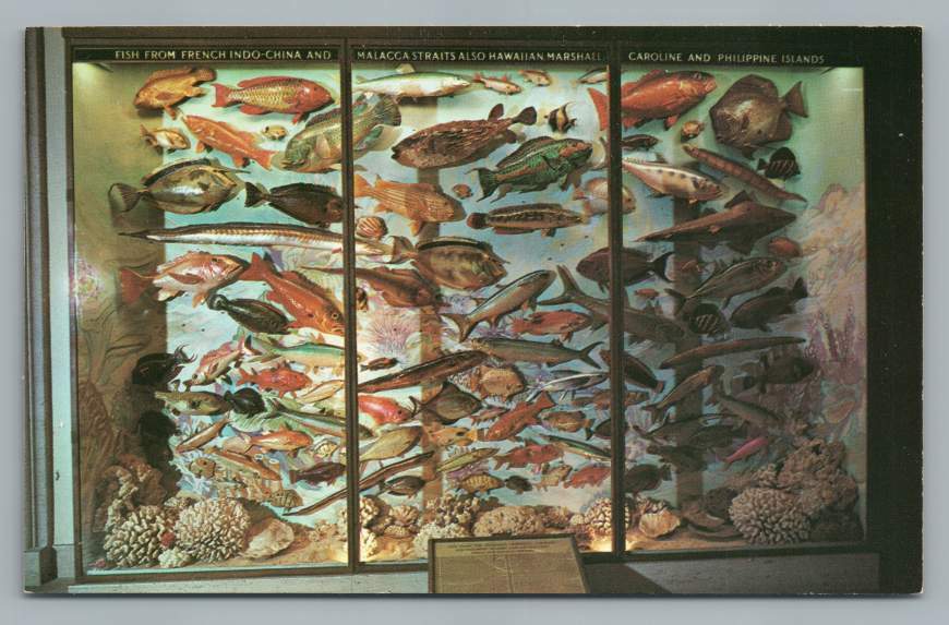 Fish Display~Vanderbilt Museum CENTERPORT Long Island NY Vintage Marine Biology