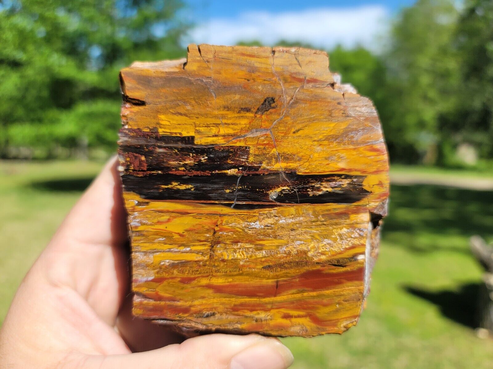 Rare Araucaria Conifer Amarillo Texas Triassic Rainbow Wood Color U.v. Reactive 