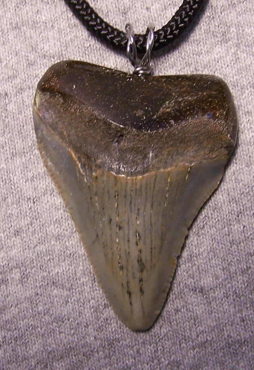 Megalodon shark tooth necklace 1 15/16 fossil jaw sharks teeth pendant MEGLADON