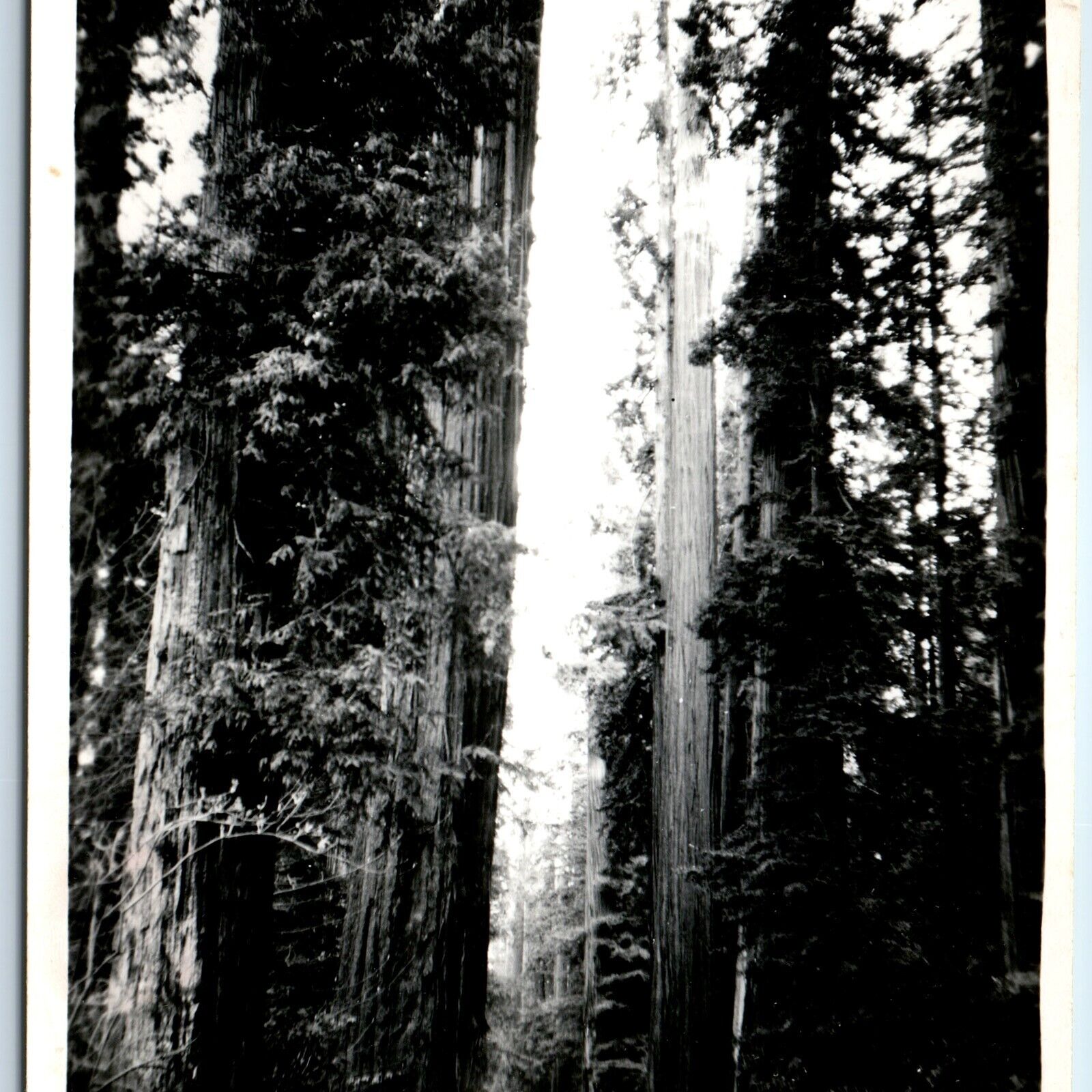 c1940s California Redwood RPPC Santa Cruz, CA Glen Arbor Novelty Real Photo A149