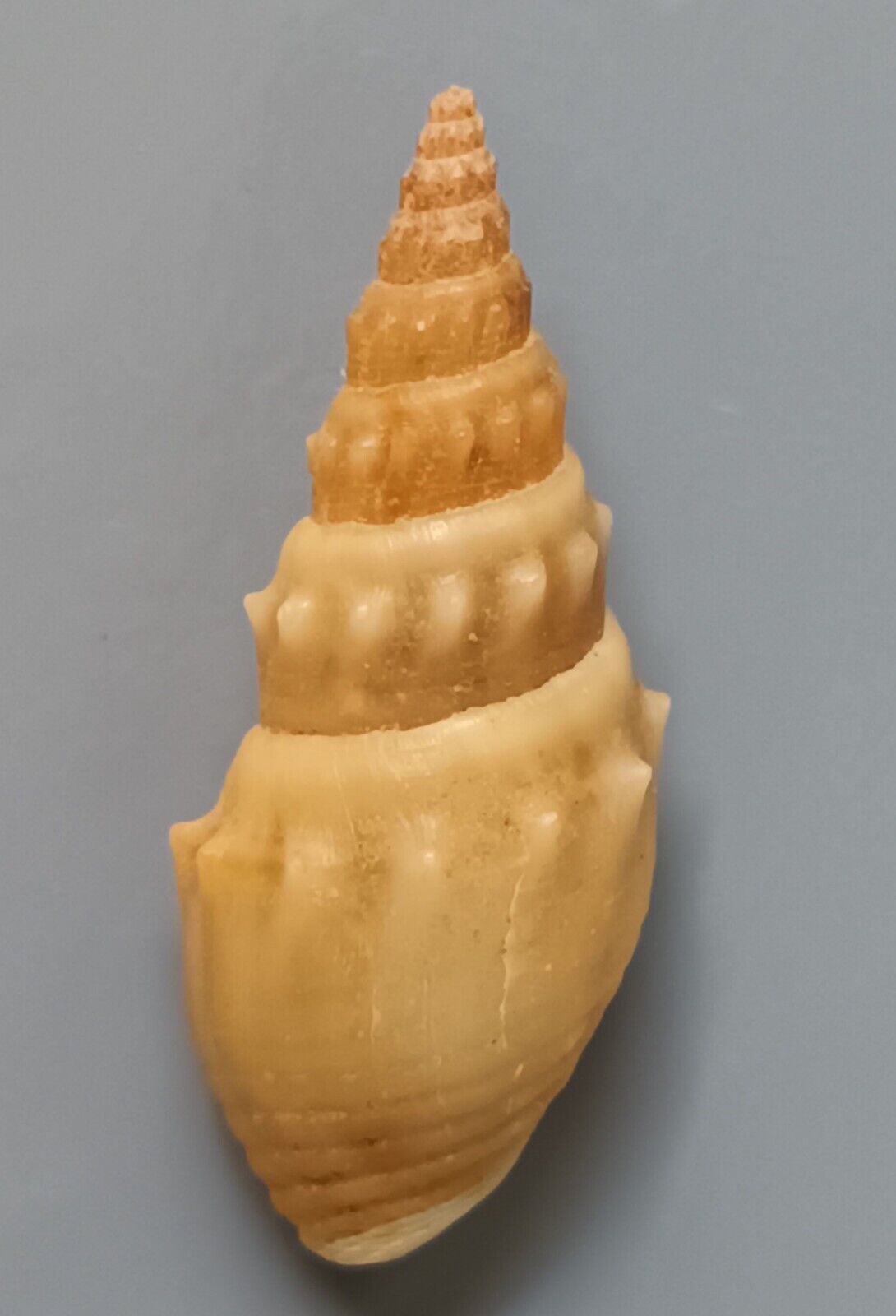 freshwater snail Thiara species 25/27mm Gem/F+++