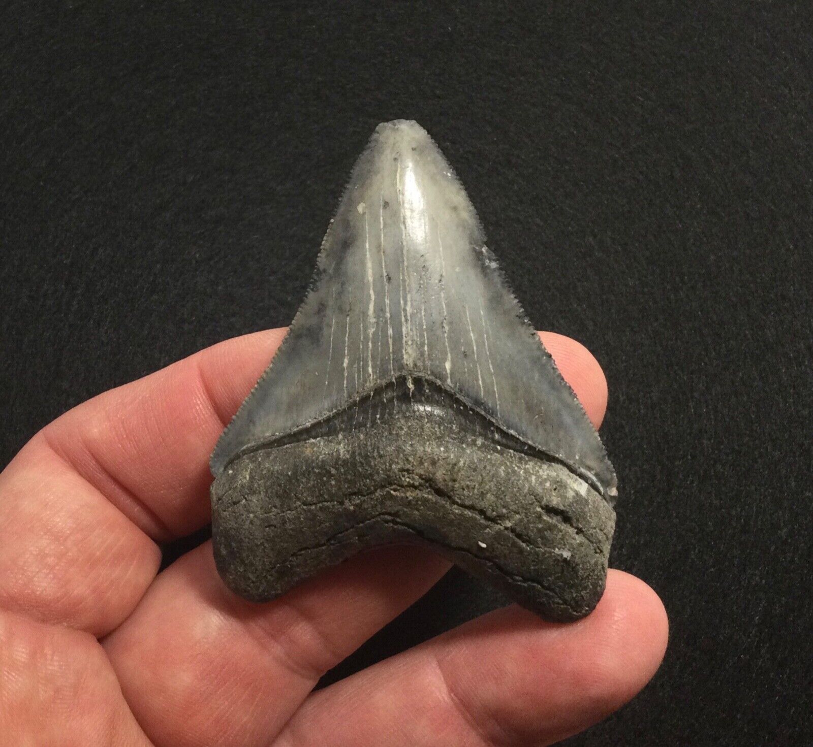 2.65” Megalodon Shark Tooth Fossil Venice Beach Florida