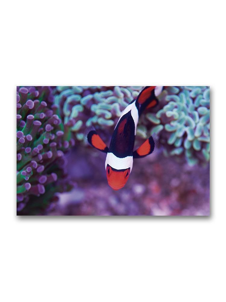 Overhead View Of Clown Fish  Poster -Image by Shutterstock