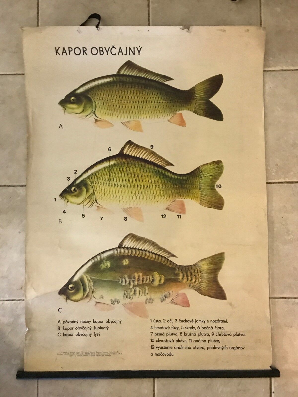 Original vintage zoological pull down school chart - Carp - fishing