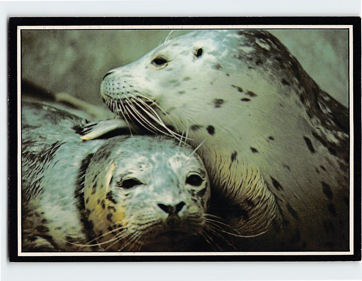 Postcard Harbor Seals Pacific Coast USA
