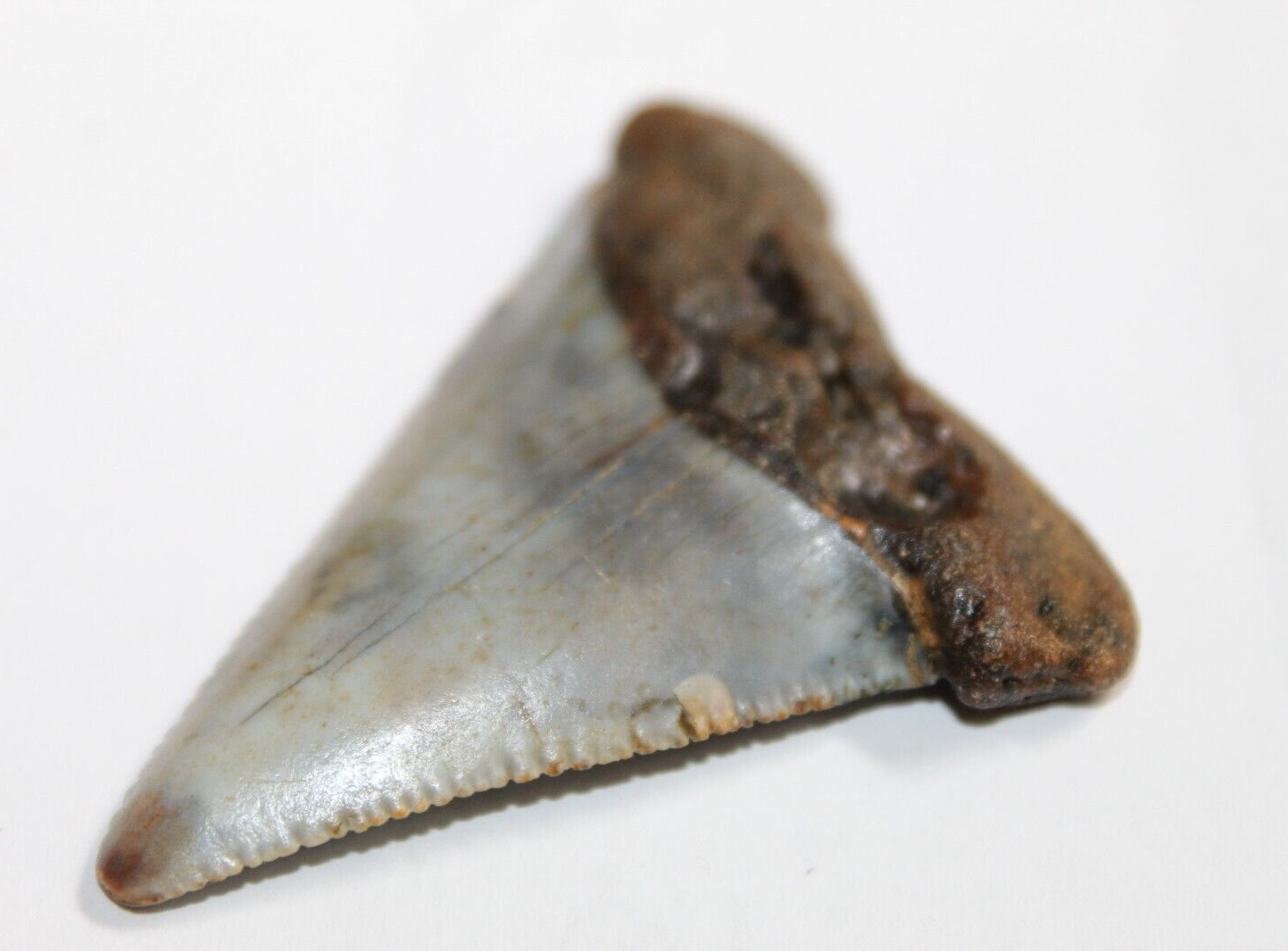 GREAT WHITE Shark Tooth Fossil No Repair Natural 2.38\
