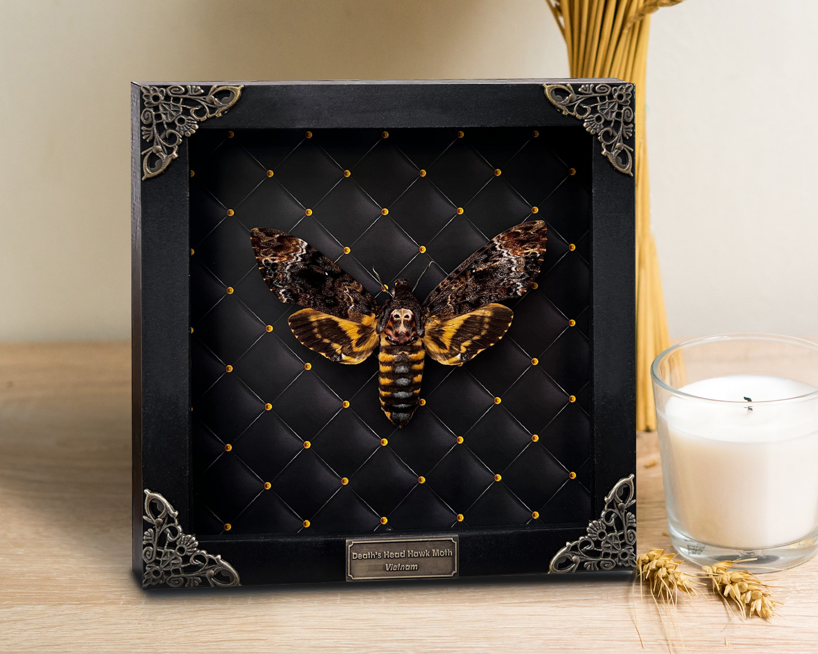 Real Vintage Death Head Moth Insect Framed Butterflies Bugs Taxidermy Beetle