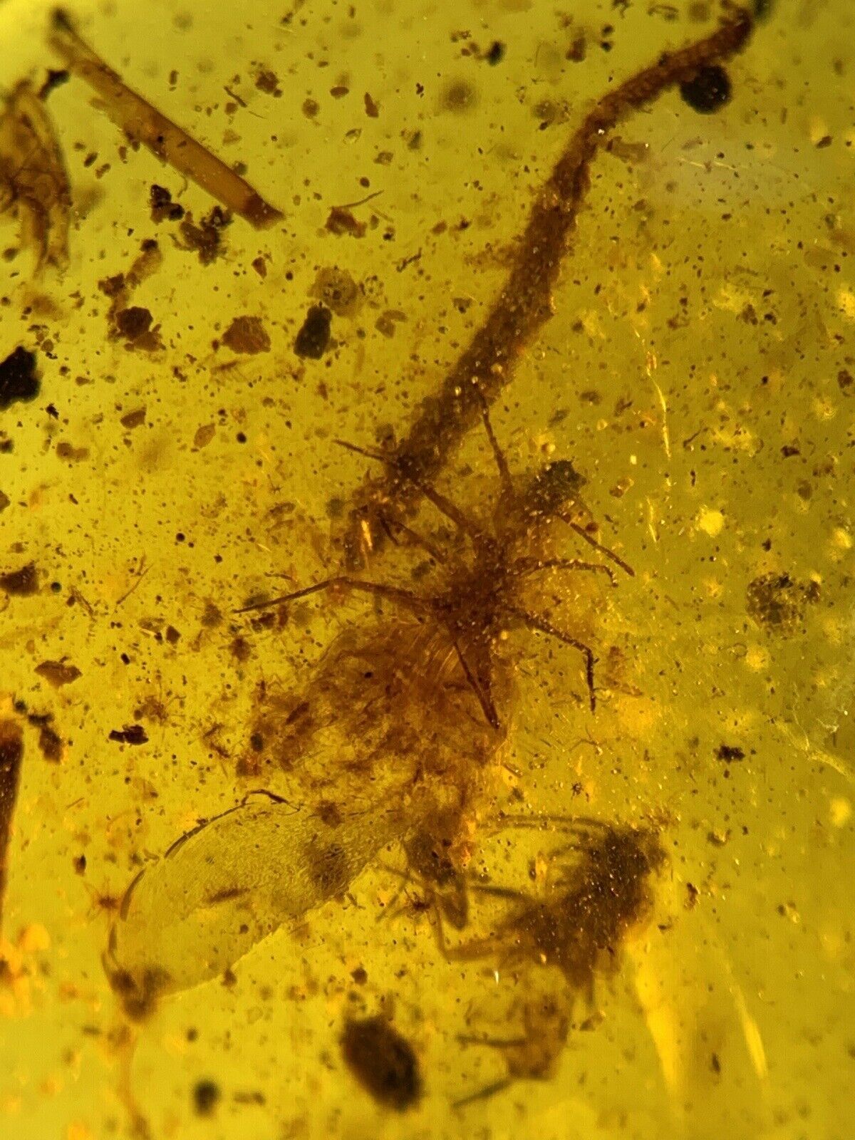 Coccidae Child-rearing behavior burmite Cretaceous Amber fossil dinosaurs era