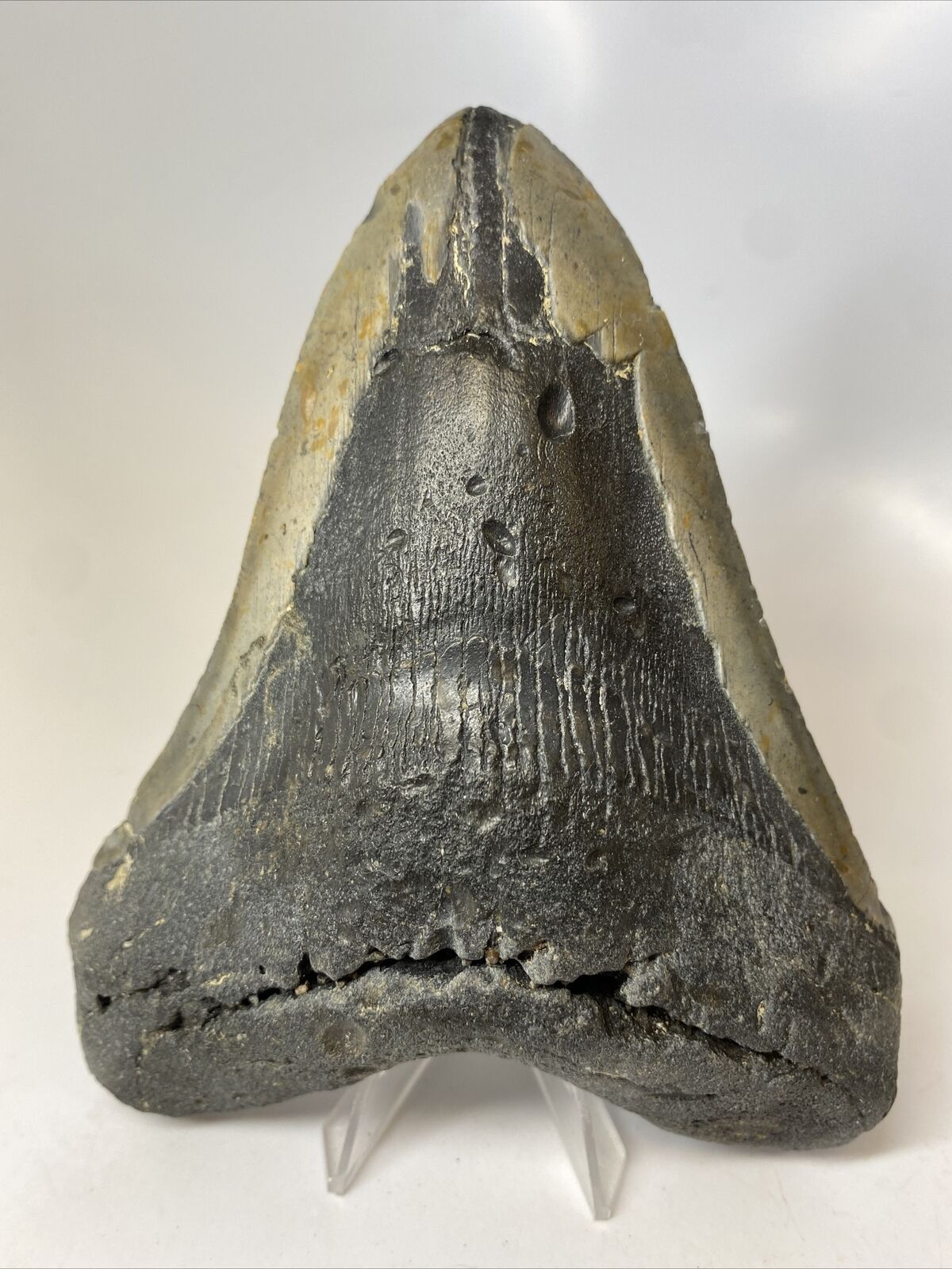Megalodon Shark Tooth 6.05” Giant - Authentic Fossil - Natural 14014