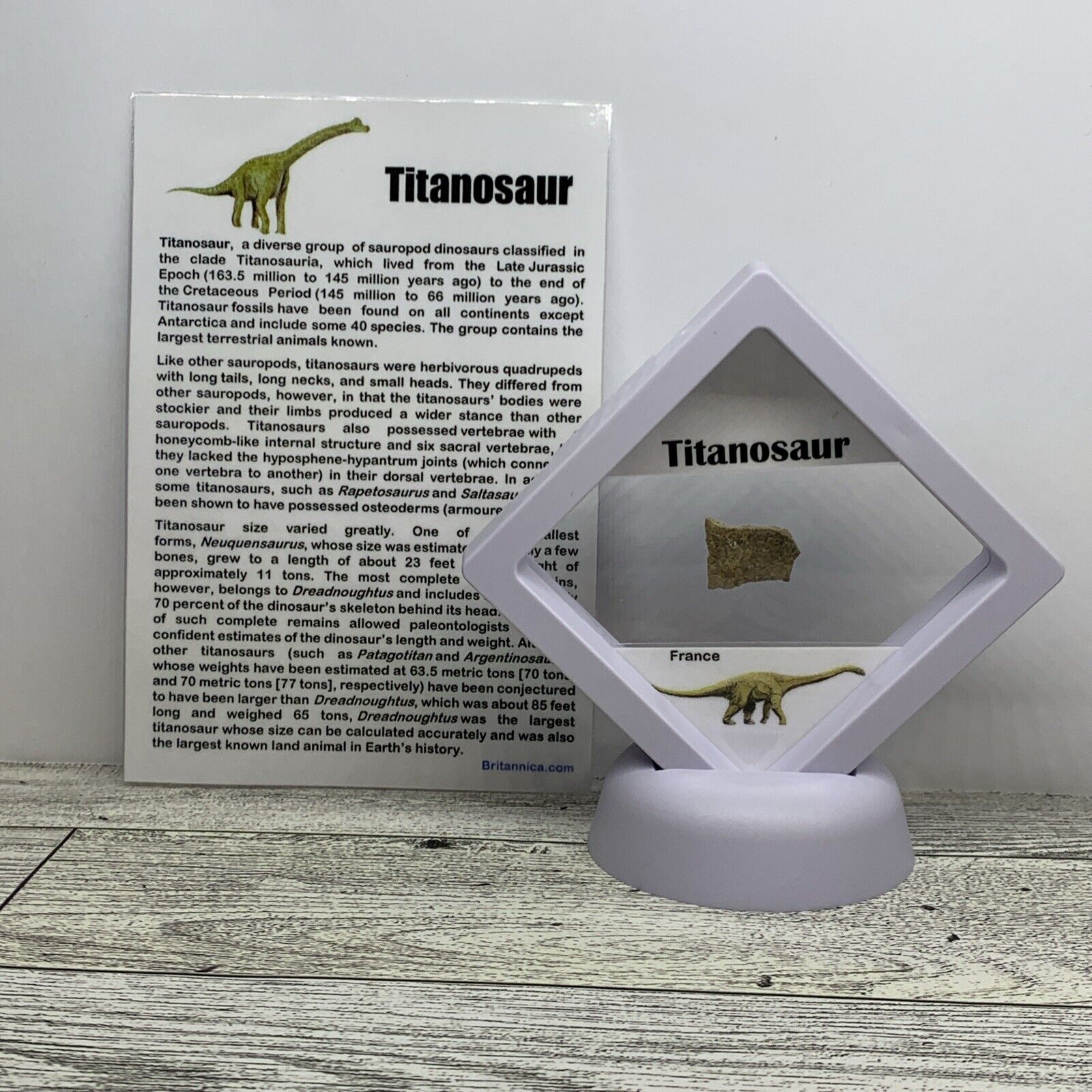 Titanosaur Extinct Dinosaur Eggshell Fossil Piece in Display Case