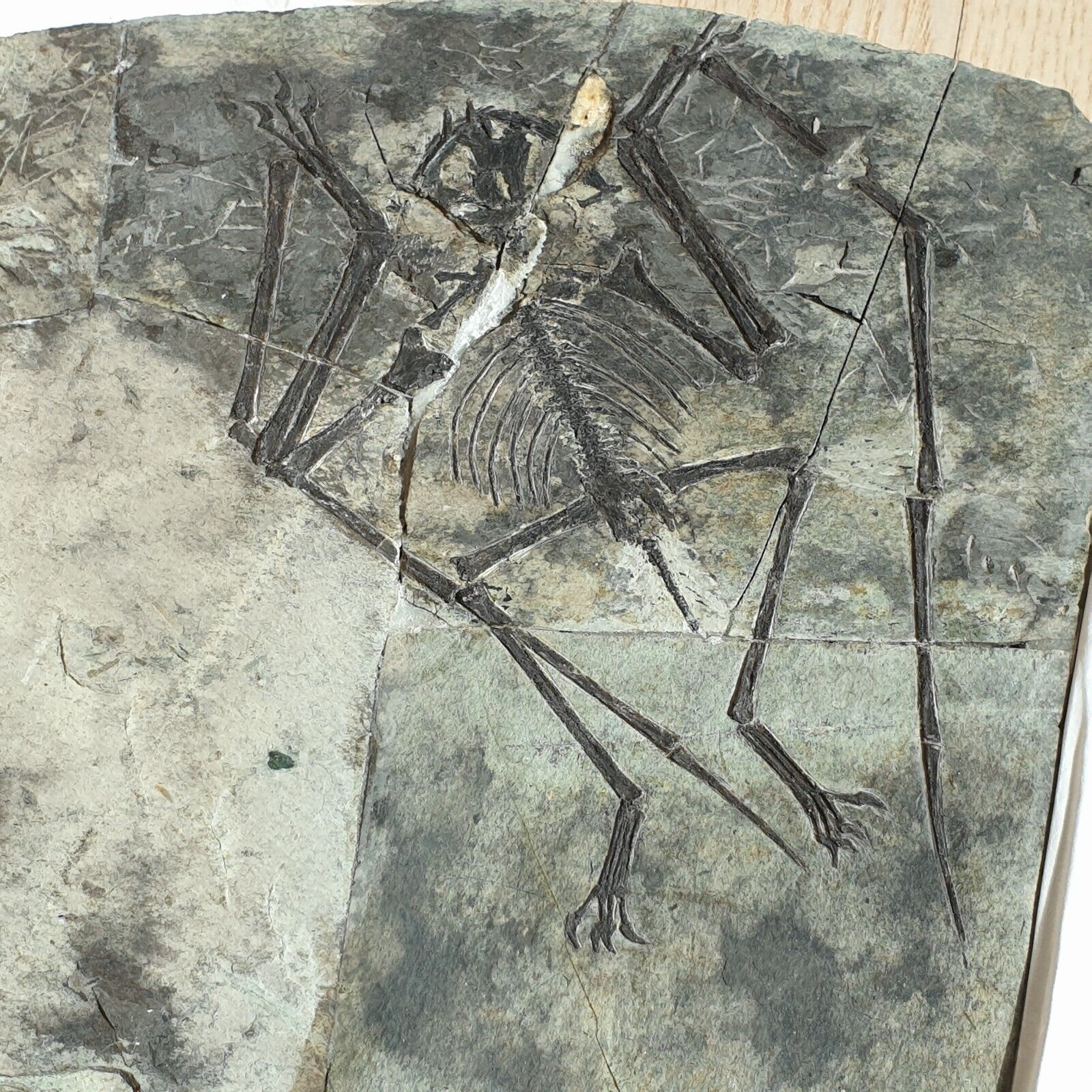 Rare Anurognathid Pterosaur Jeholopterus Skeleton Fossil Jurassic Dinosaur era