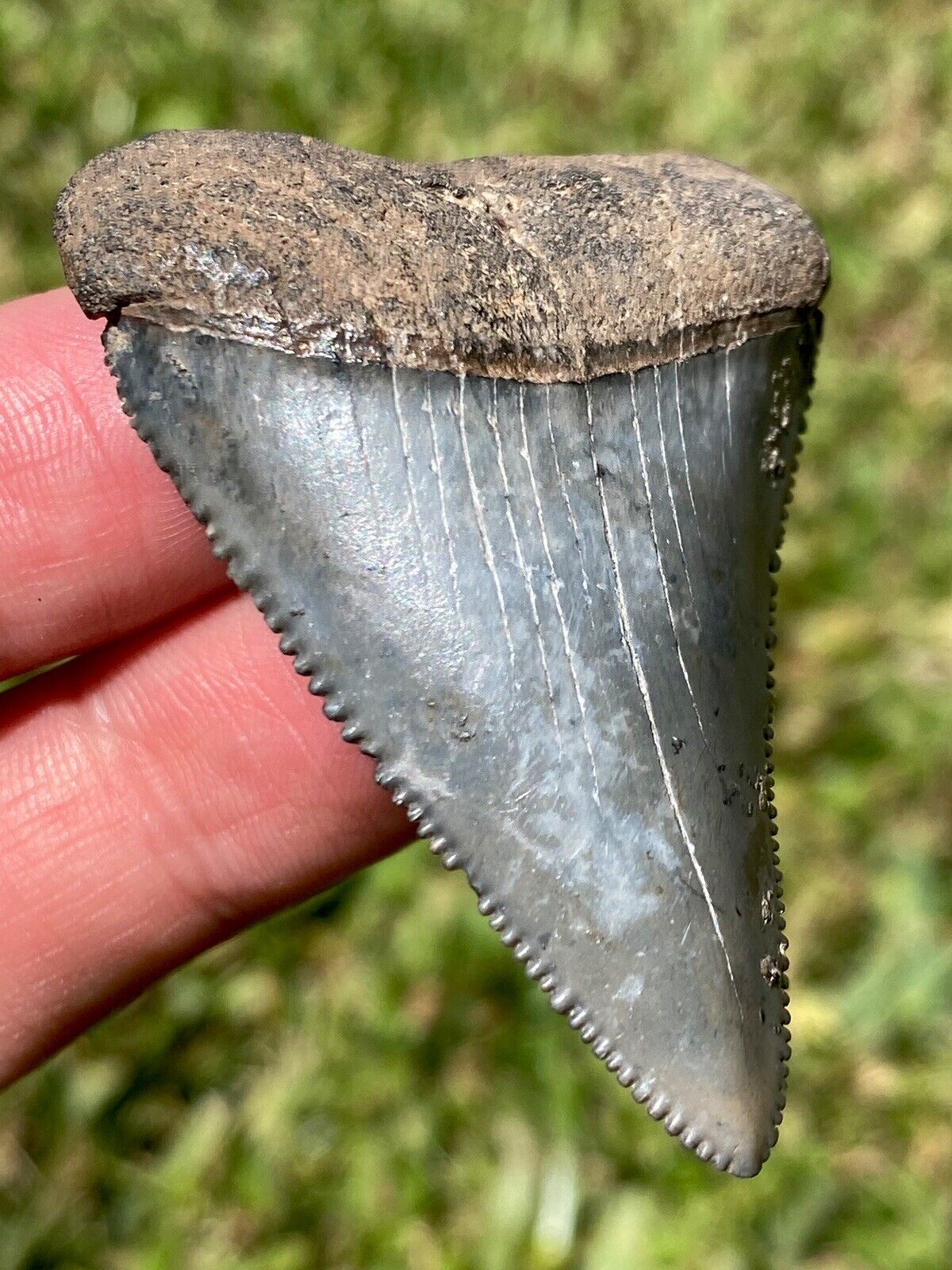 2.24” NC Great White Shark Tooth Fossil Sharks Teeth Fossils Ocean Ancient