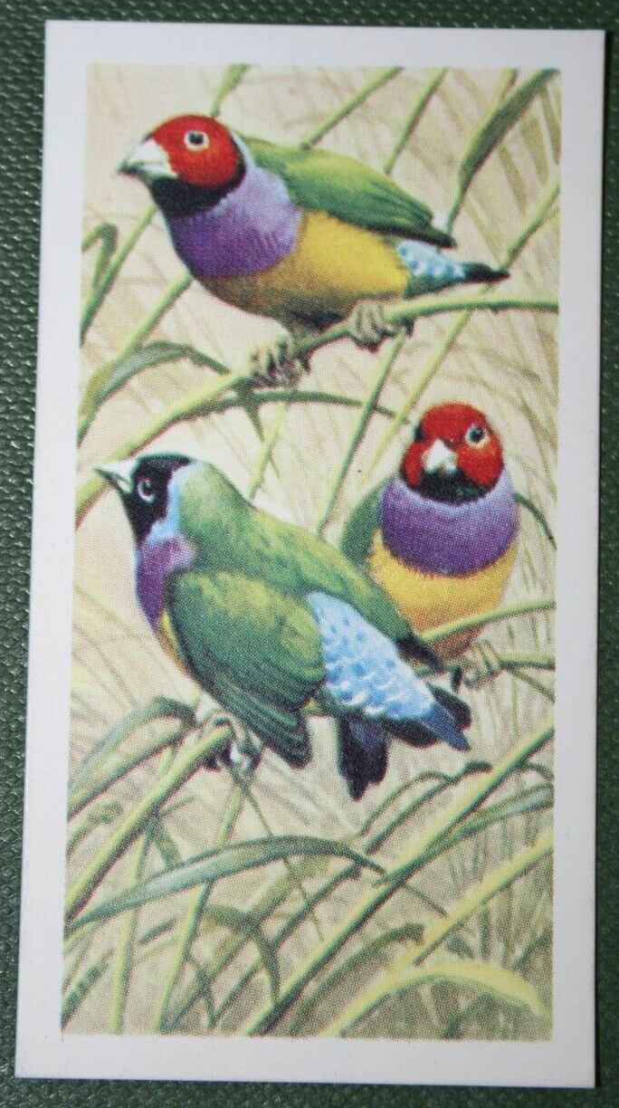 GOULDIAN FINCH  Vintage 1960's Illustrated Bird Card  XC17M