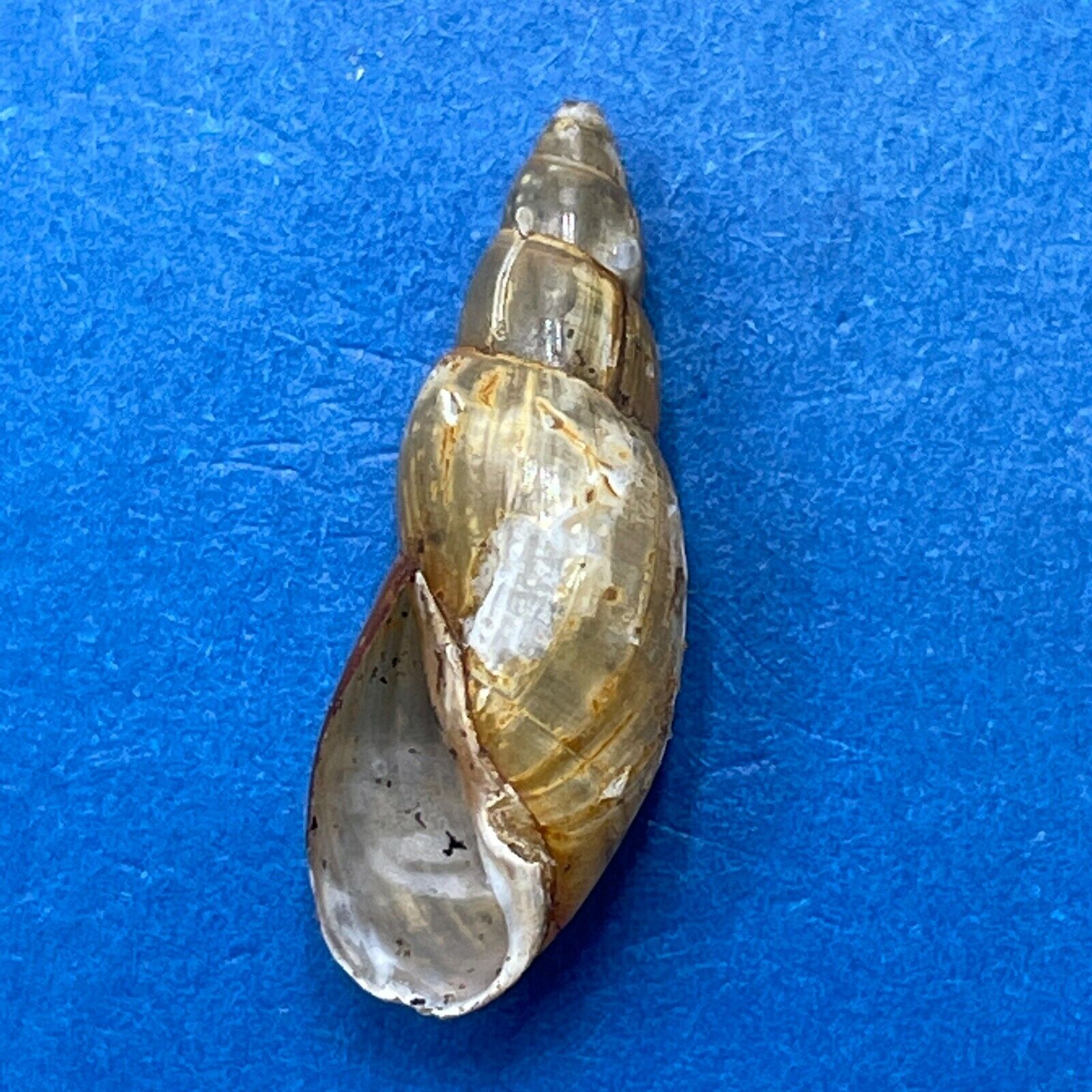 #2 Aplexa hypnorum 16.6mm F+ Pardubice, Czech Republic Physidae Freshwater Snail
