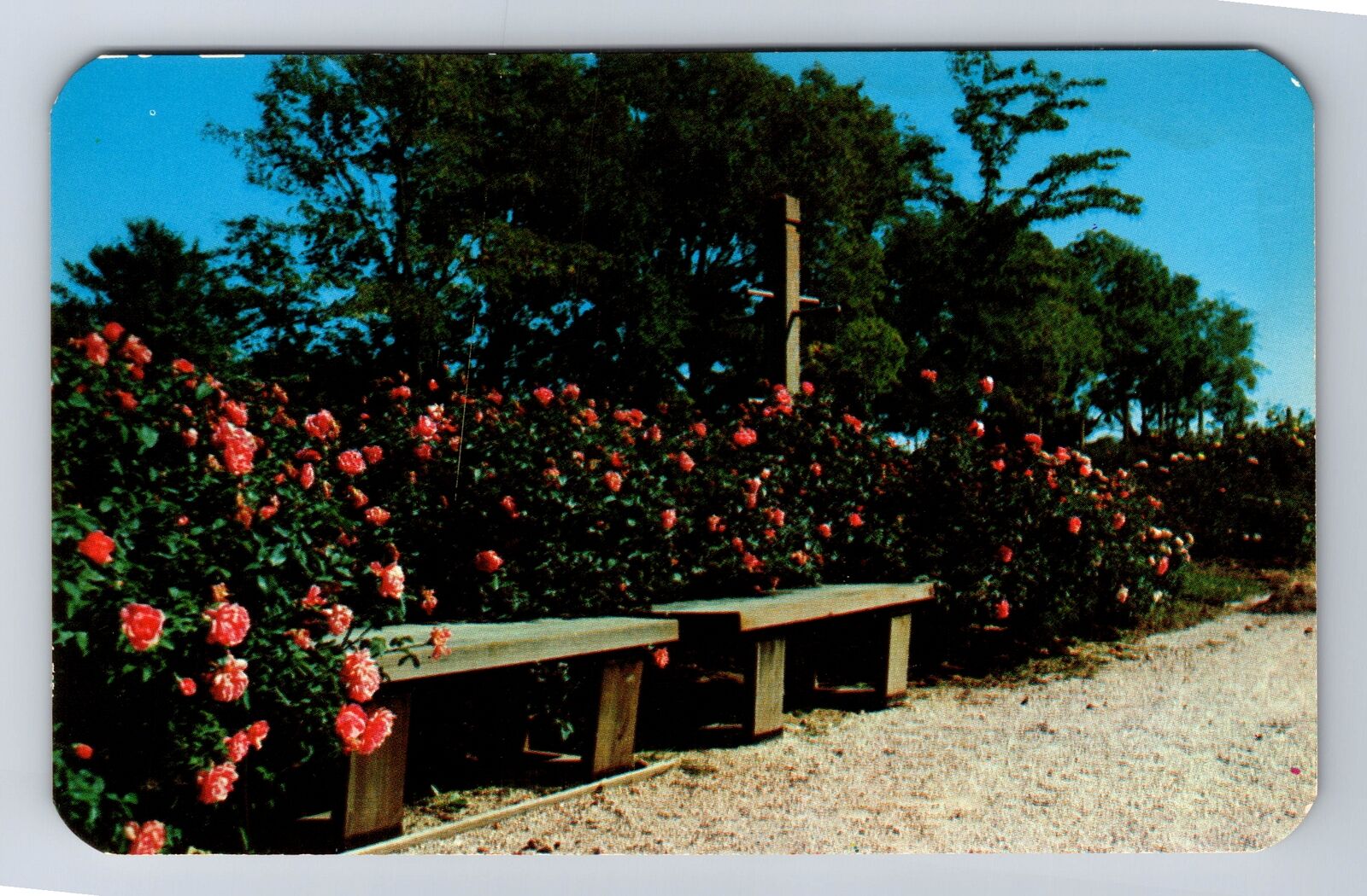 Columbus OH- Ohio, Redwood Benches Along Garden Paths, Antique, Vintage Postcard