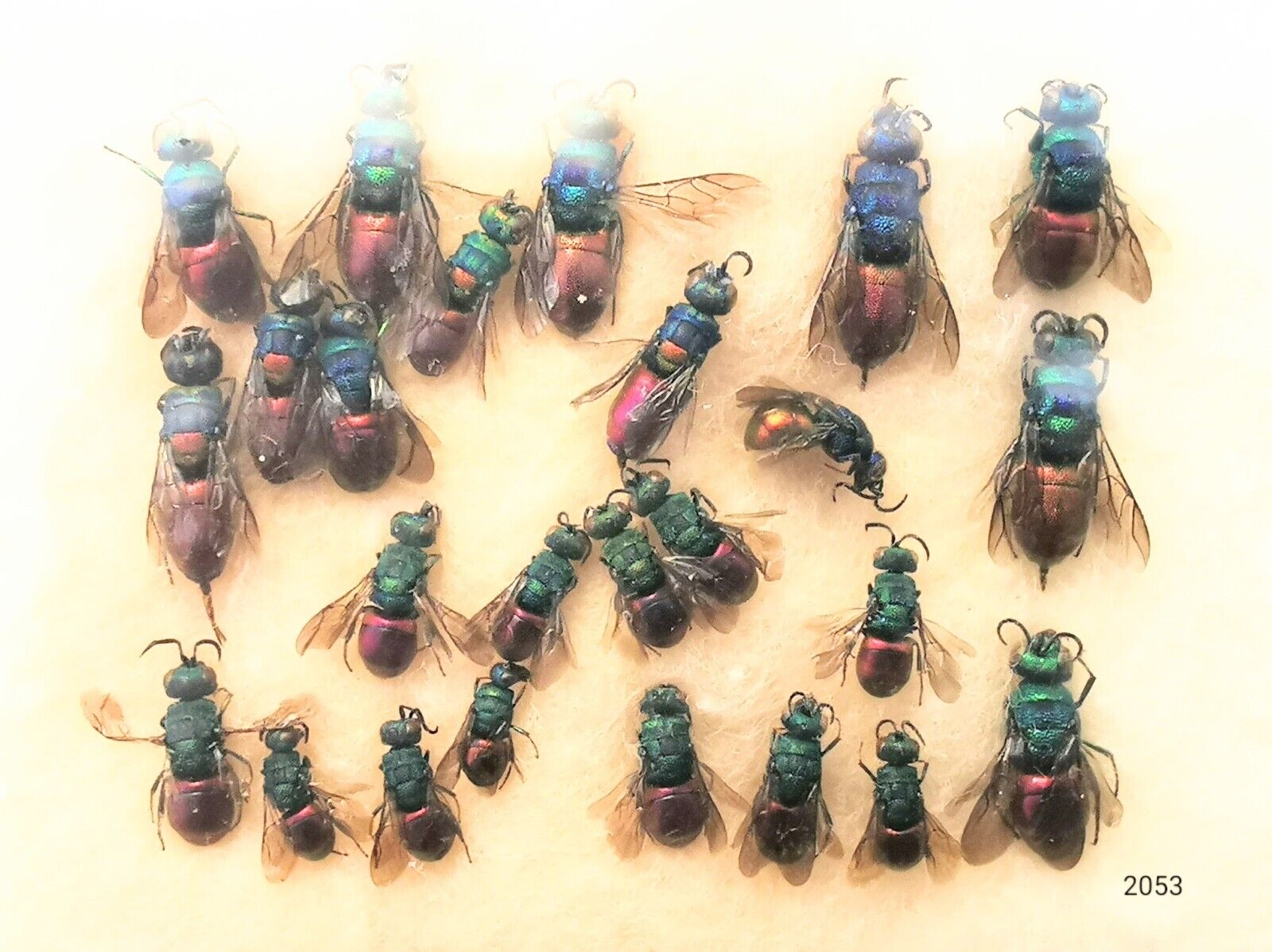 Hymenoptera Chrysididae MIXED 4-9mm 25pcs A1 or A1- from Italy - #2053
