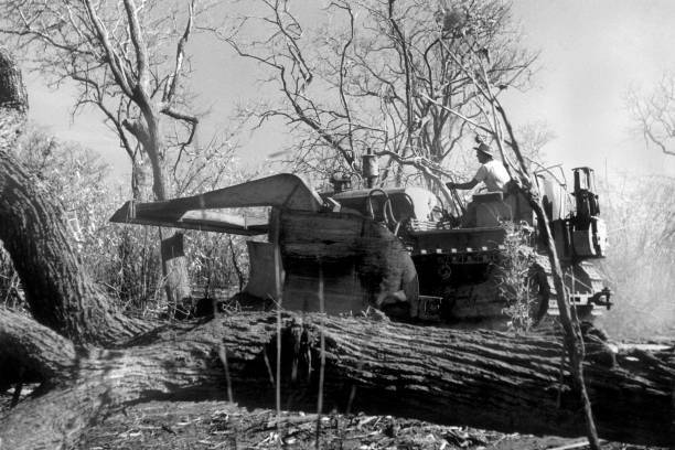 Arachide Project Deforestation Tanzania Africa 1940-50 OLD PHOTO
