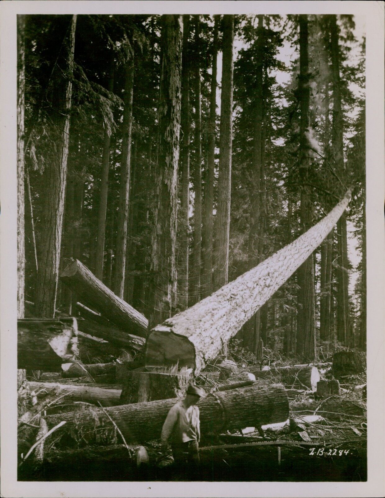 LG755 Orig Photo DEFORESTATION Longview Washington Logging Industry Lumberjack