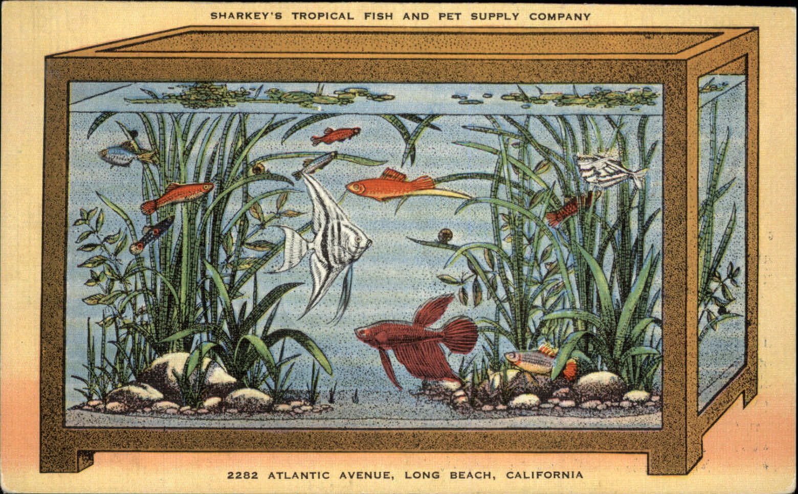 Long Beach CA RARE Sharkey\'s Tropical Fish & Pet Supply aquarium advertising PC