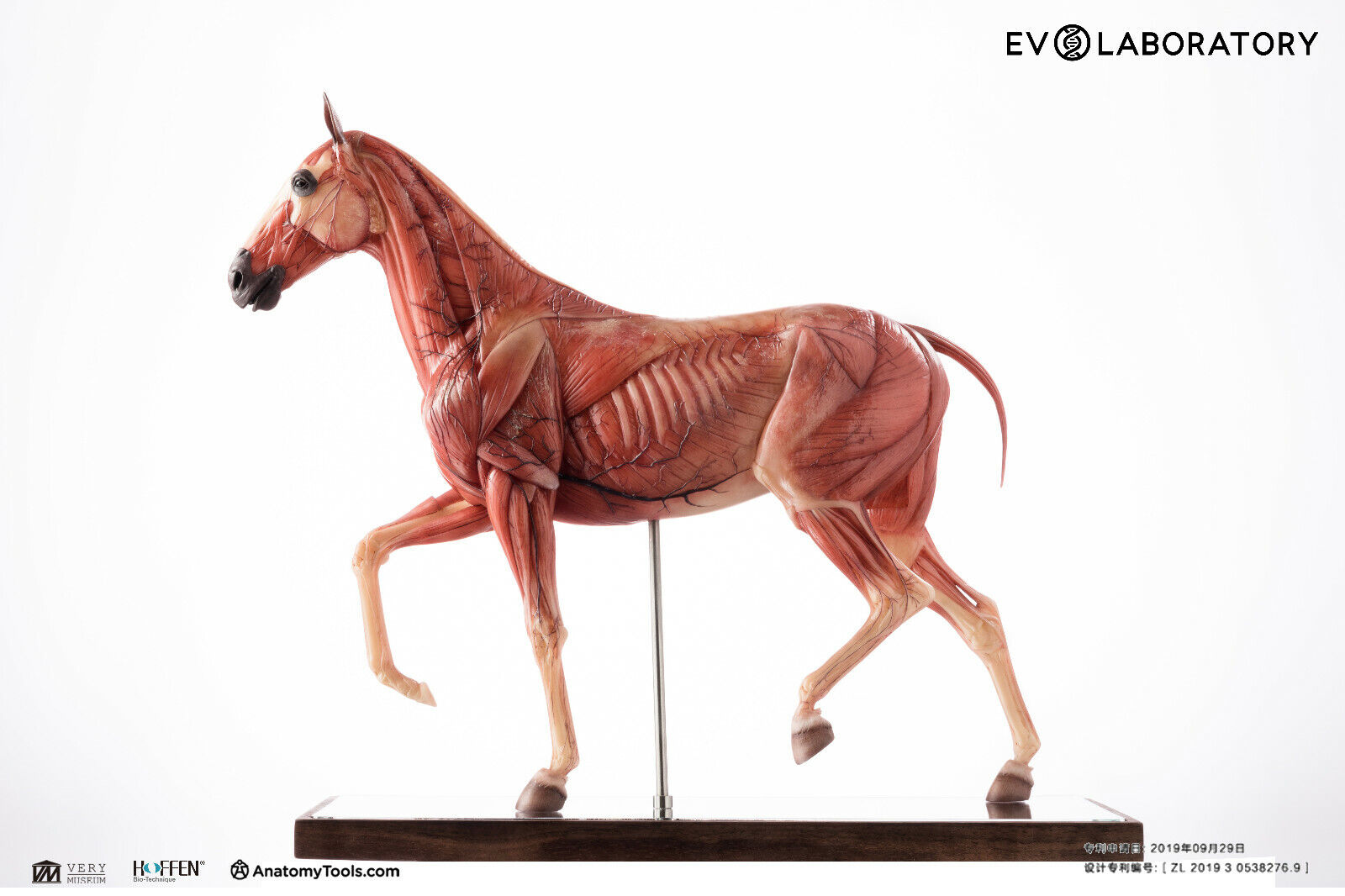 EVOLUTIO - 1/6 HORSE ANATOMY PU Medical full color statue - 19.3 x 3.5 x 12.6 in