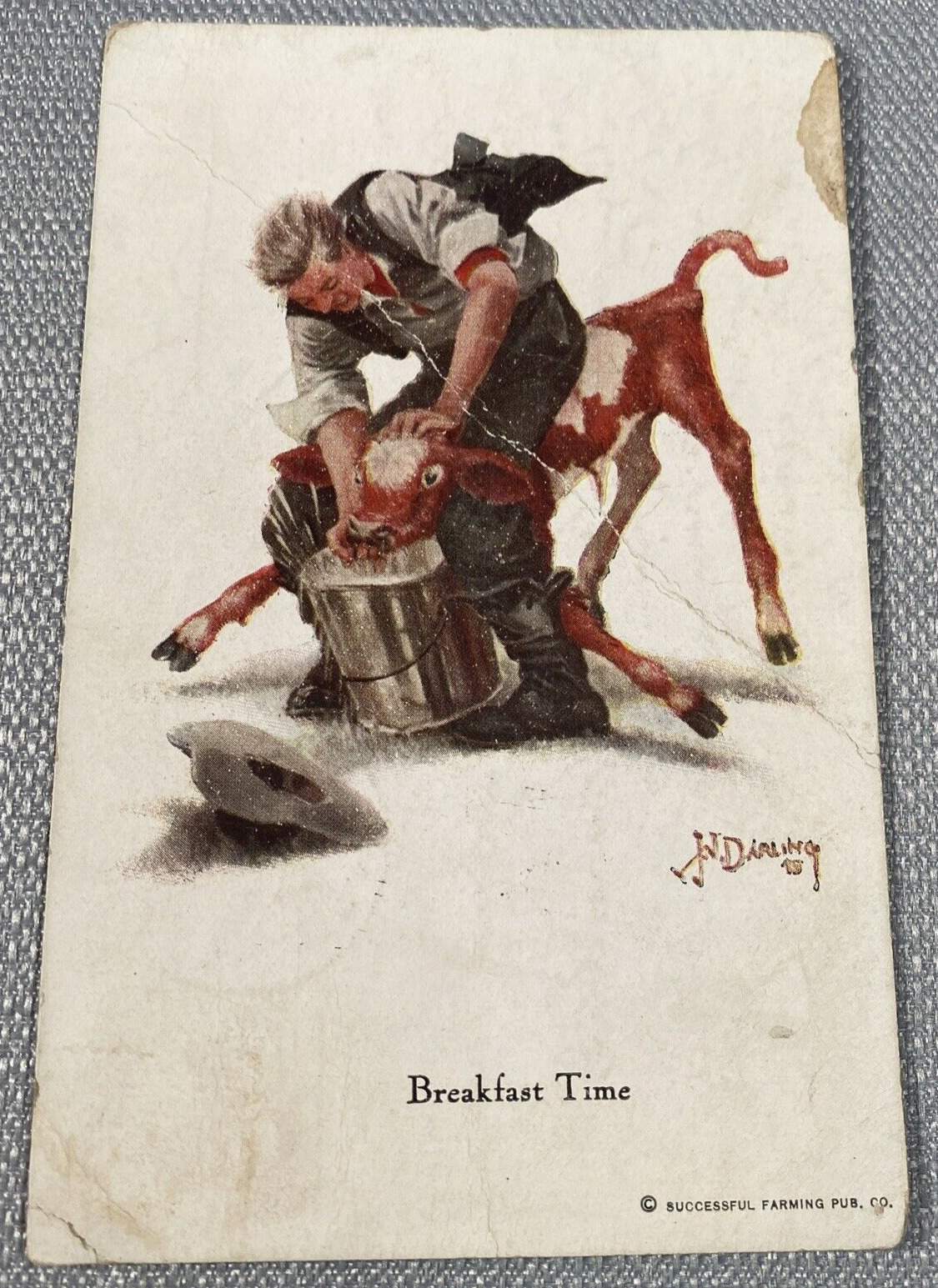 Vintage Postcard 1917 Farm Calf Cow Brown Darling Farmer Breakfast Time Posted