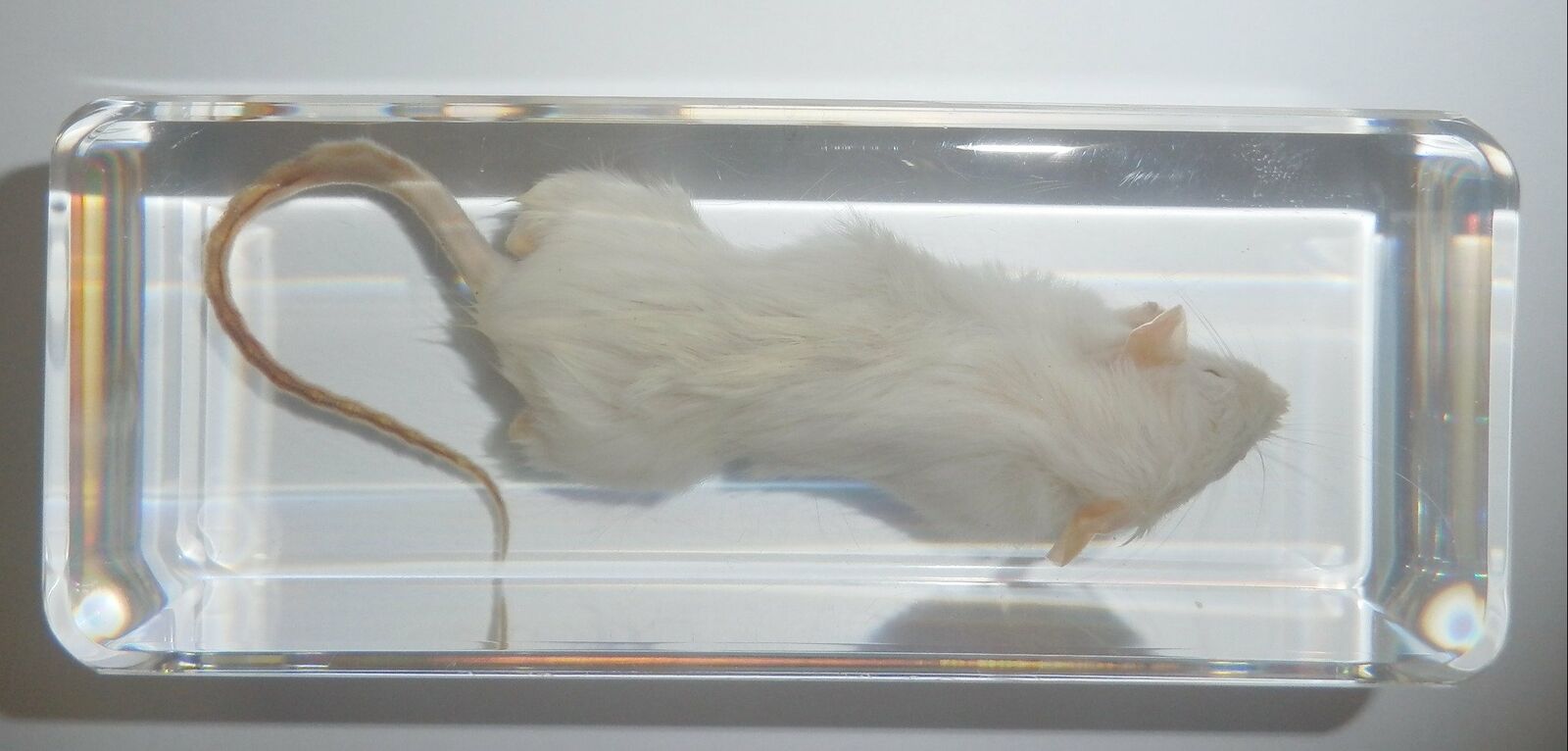White Mouse Laboratory Rat Rattus norvegicus Clear Education Animal Specimen