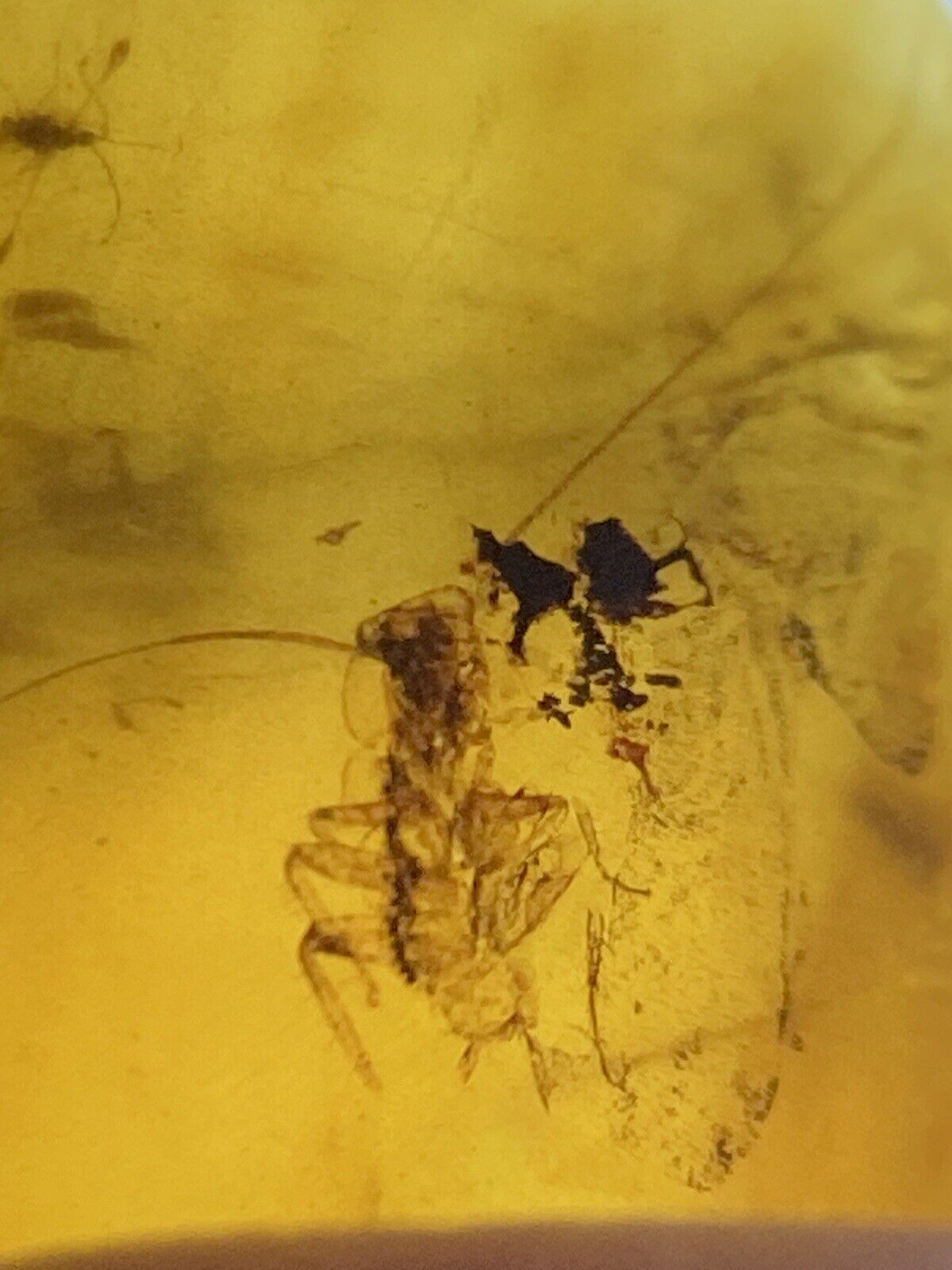 Tiny Perfect Roach, Cockroach Fossil Inclusion in Genuine Burmite Amber, 98MYO