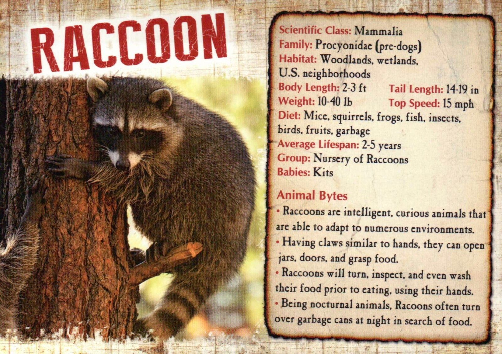 Raccoon, Mammal, United States Woods Wetlands etc. - Animal Information Postcard