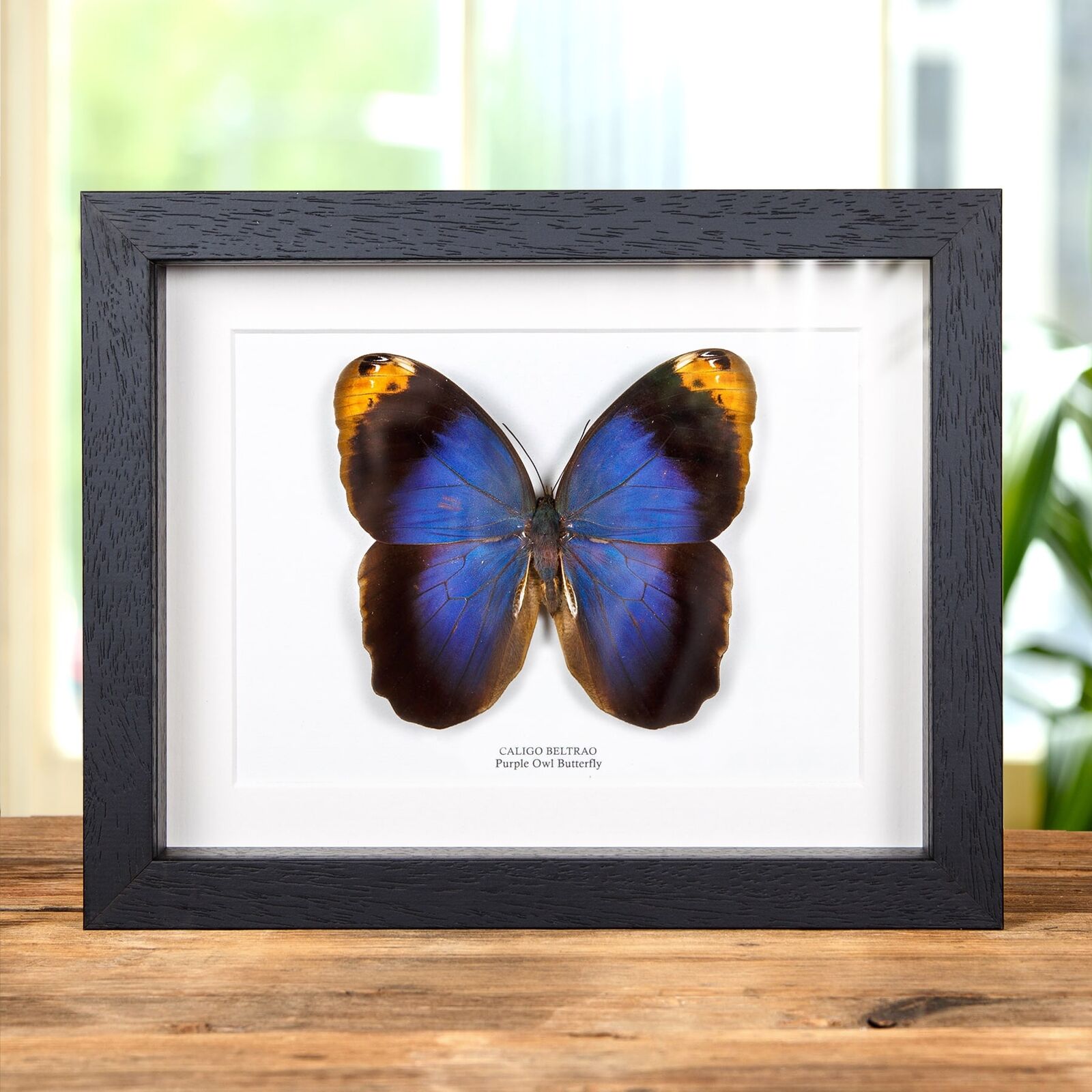 Taxidermy Purple Owl Butterfly in Box Frame (Caligo beltrao)