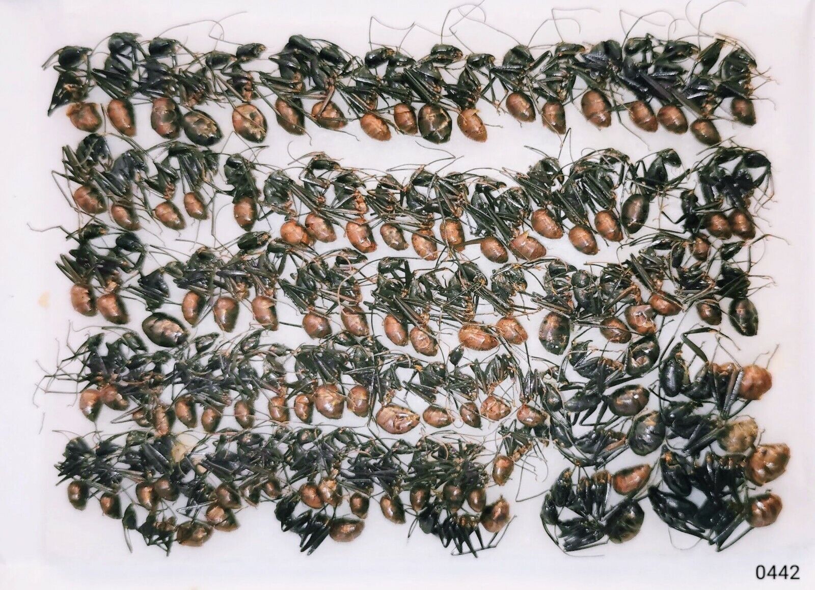 Hymenoptera  Formicidae Camponotus gigas 15-20mm A1/A-/A2 100 pcs BORNEO - #0442