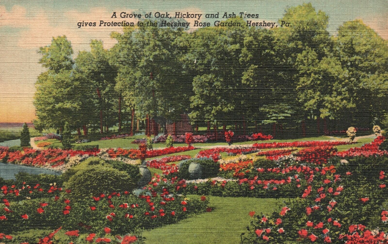 Vintage Postcard 1949 Grove Oak Hickory Ash Tree Hershey Garden Pennsylvania PA