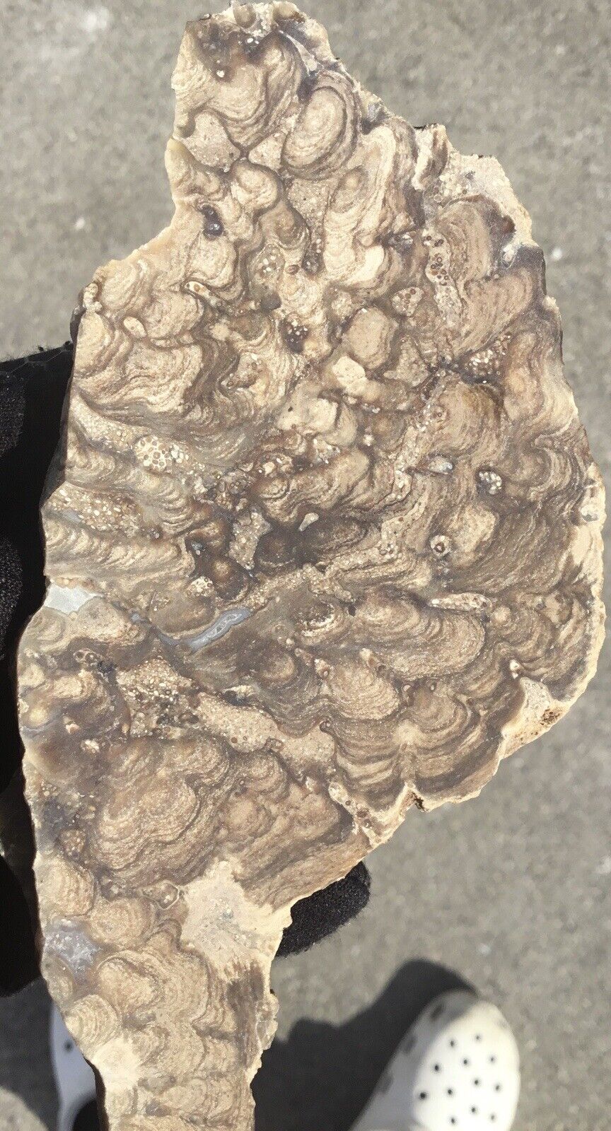 6.4 Oz Stromatolite Fossil Slab Hash Plate Layered Limestone Algae Fluorescent