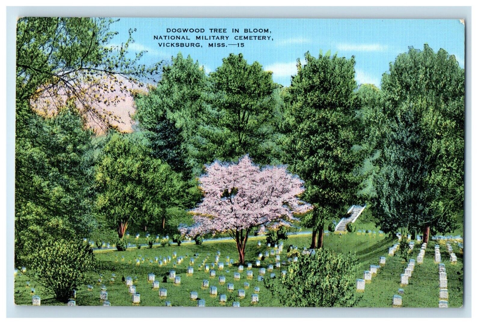 Vicksburg MS, Dogwood Tree In Bloom National Military Cemetery Vintage Postcard