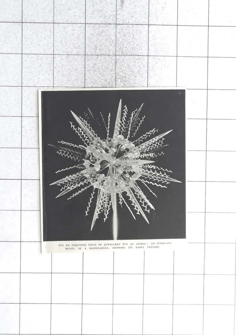 1946 Intricate Model Of A Radiolarian, Glass Herman Muller