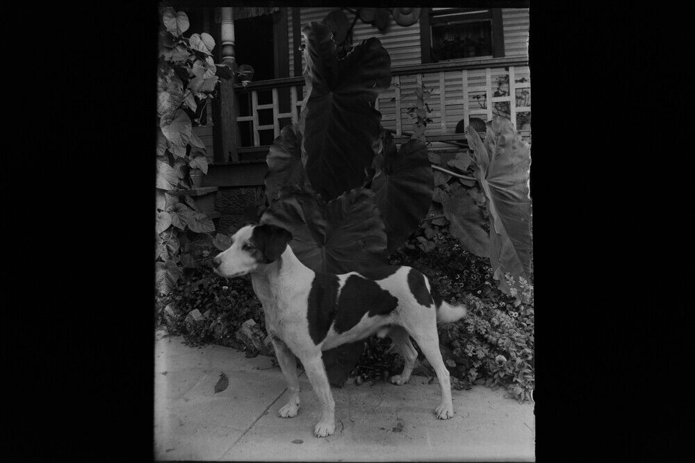Antique 4x5 Inch Plate Glass Negative Of A Dog Standing Amongst The Leaves E12