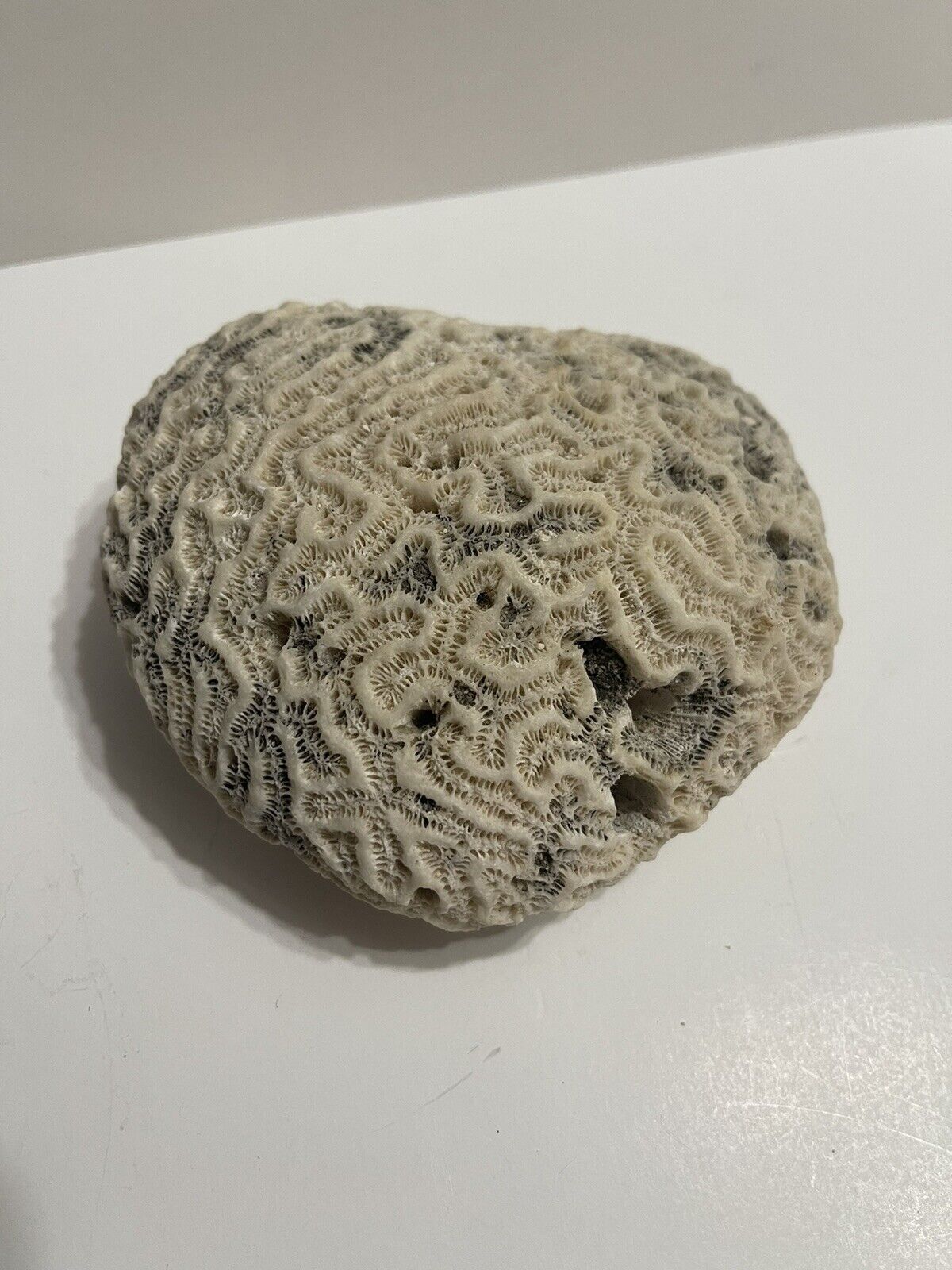 Brain Coral Fossil 1 Lb 2 Oz Nice Size And Color