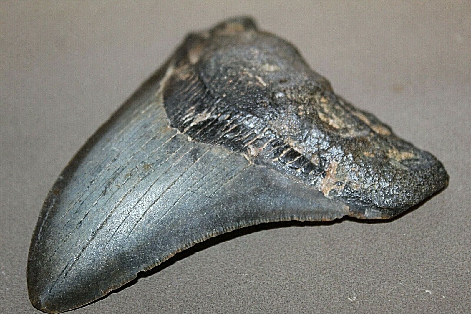 MEGALODON Fossil Giant Shark Teeth Ocean No Repair 4.40\